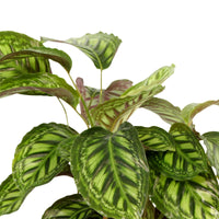 Bidplant Calathea Flamestar XL - Diervriendelijke kamerplanten