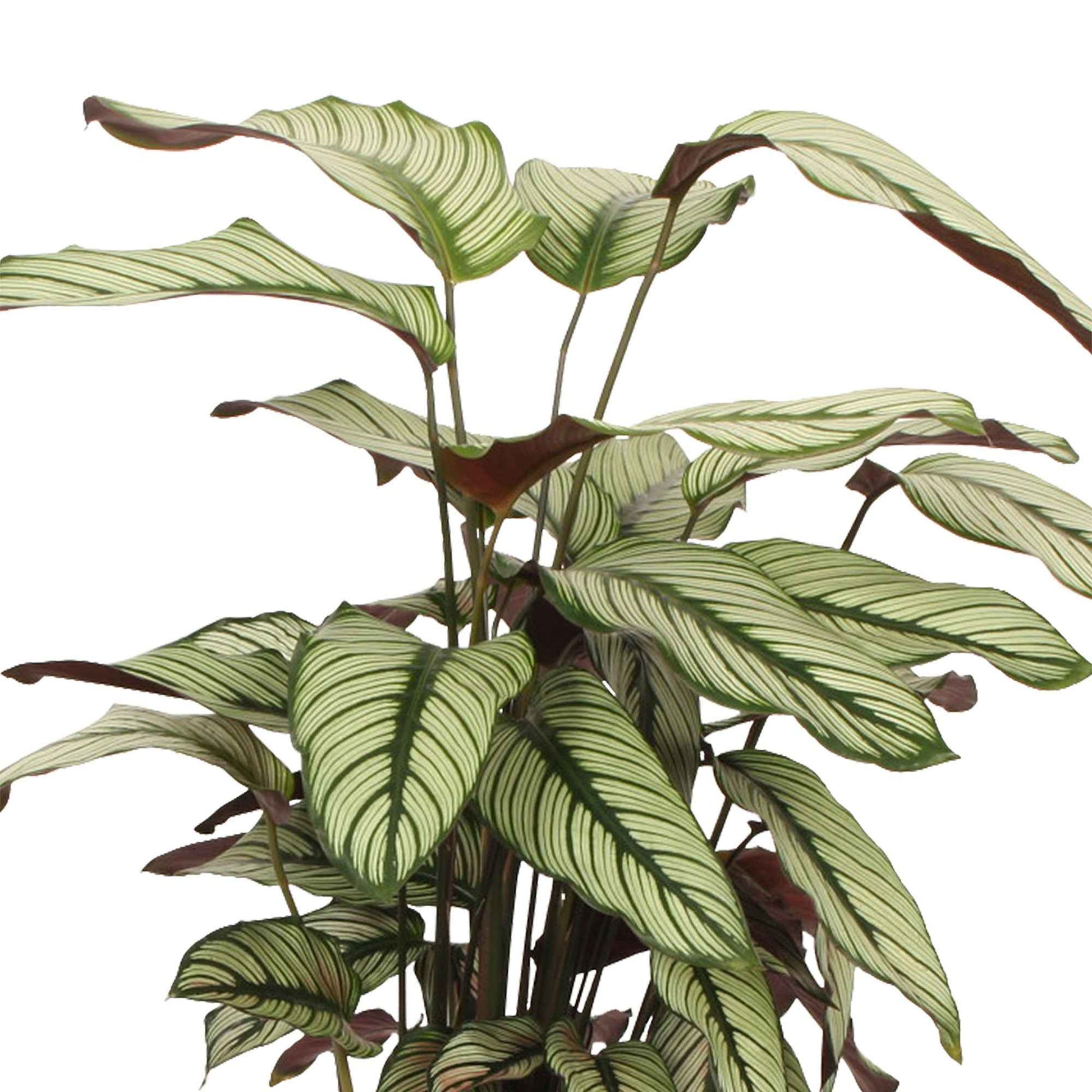Schaduwplant Calathea White Star incl. rieten mand naturel - Bloempotten