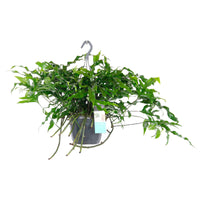 Kangoeroevaren Microsorum diversifolium incl. kunststof hangpot - Diervriendelijke kamerplanten