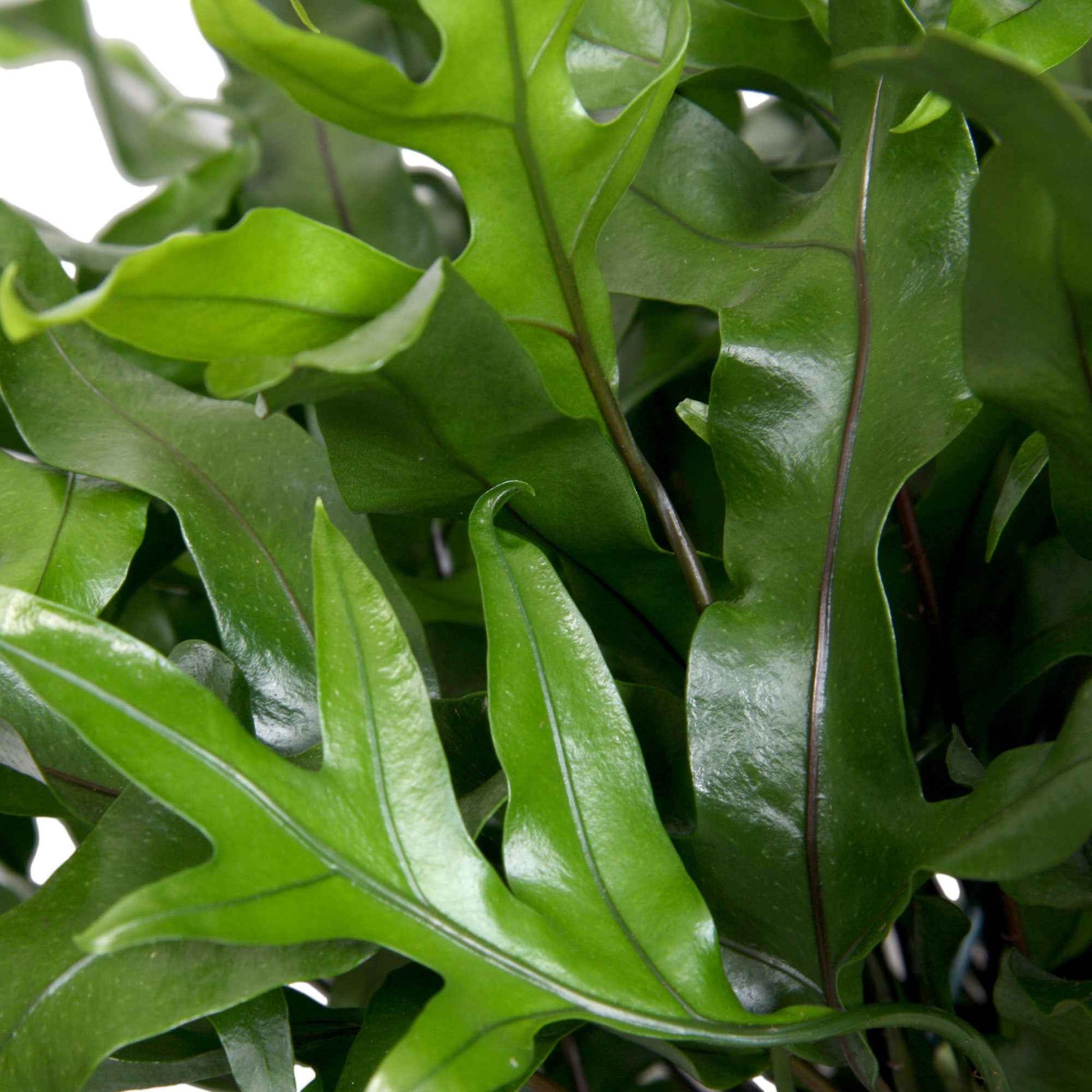 Kangoeroevaren Microsorum diversifolium incl. kunststof hangpot - Groene kamerplanten