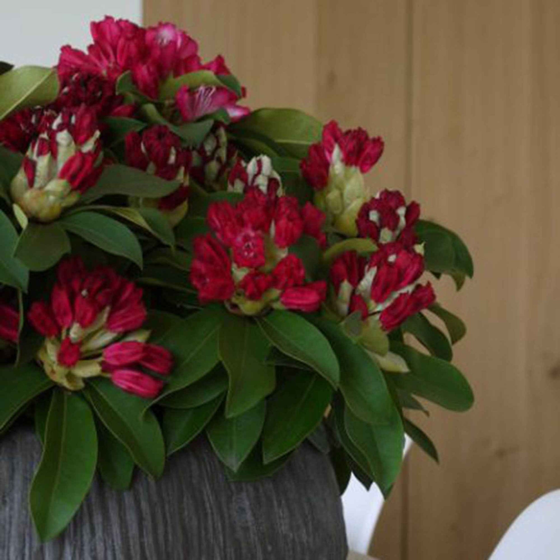Rhododendron Red Jack rood - Winterhard - Bloeiende heesters