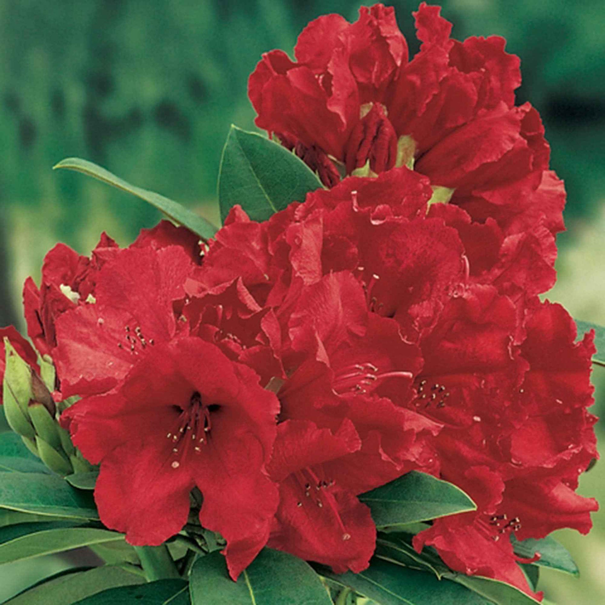 Rhododendron Red Jack rood - Winterhard - Bloeiende struiken