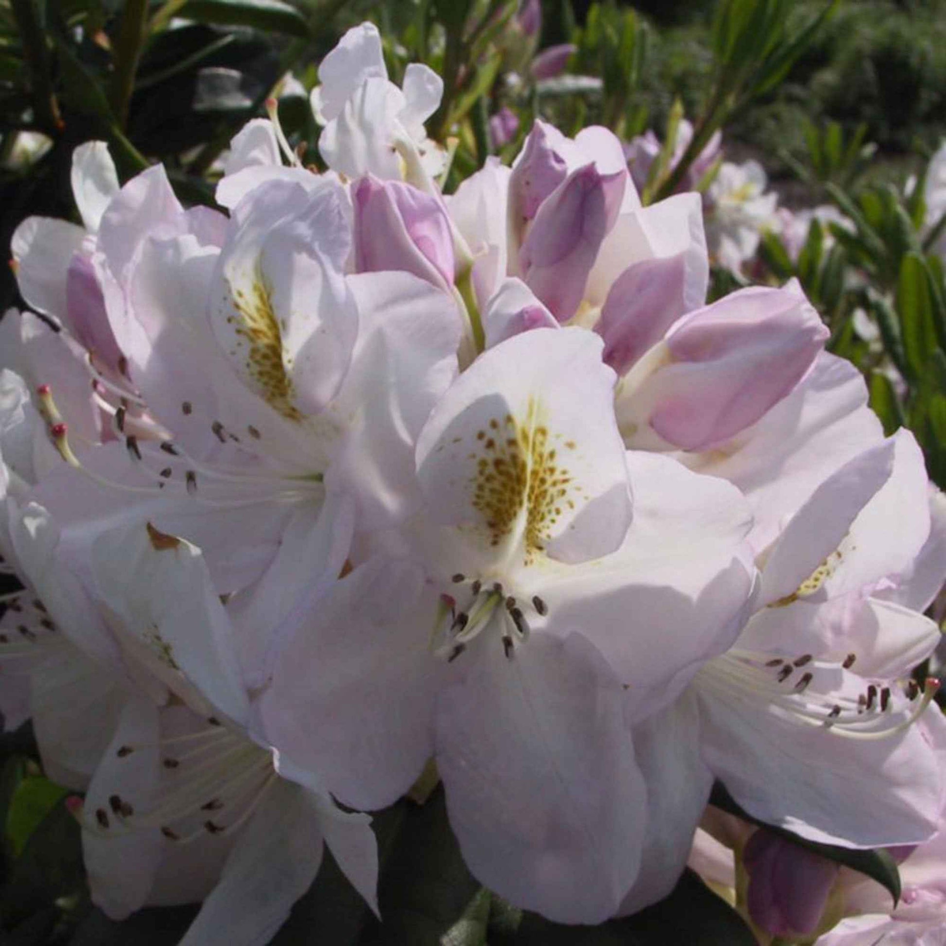 Rhododendron Madame Mason wit-geel op stam - Winterhard - Alle bloeiende tuinplanten