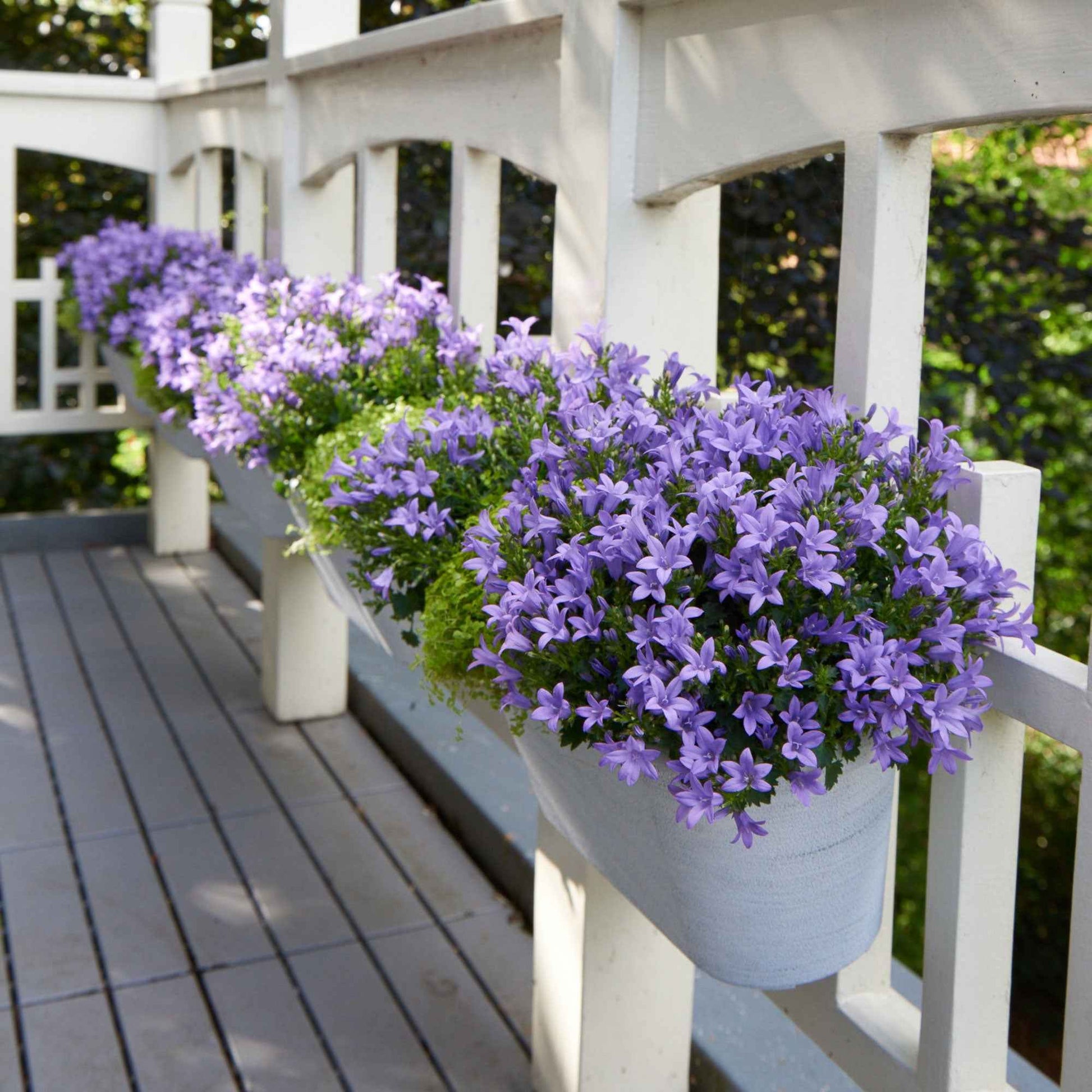 3x Klokjesbloem Campanula Intense Purple Paars - Winterhard - Alle vaste tuinplanten
