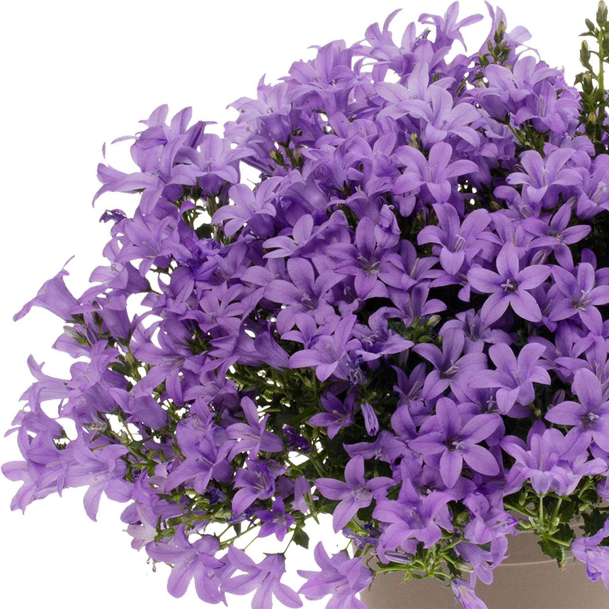 3x Klokjesbloem Campanula Intense Purple Paars - Winterhard - Groenblijvende tuinplanten