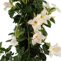 Chileense jasmijn Mandevilla piramide wit - Buitenplant in pot cadeau