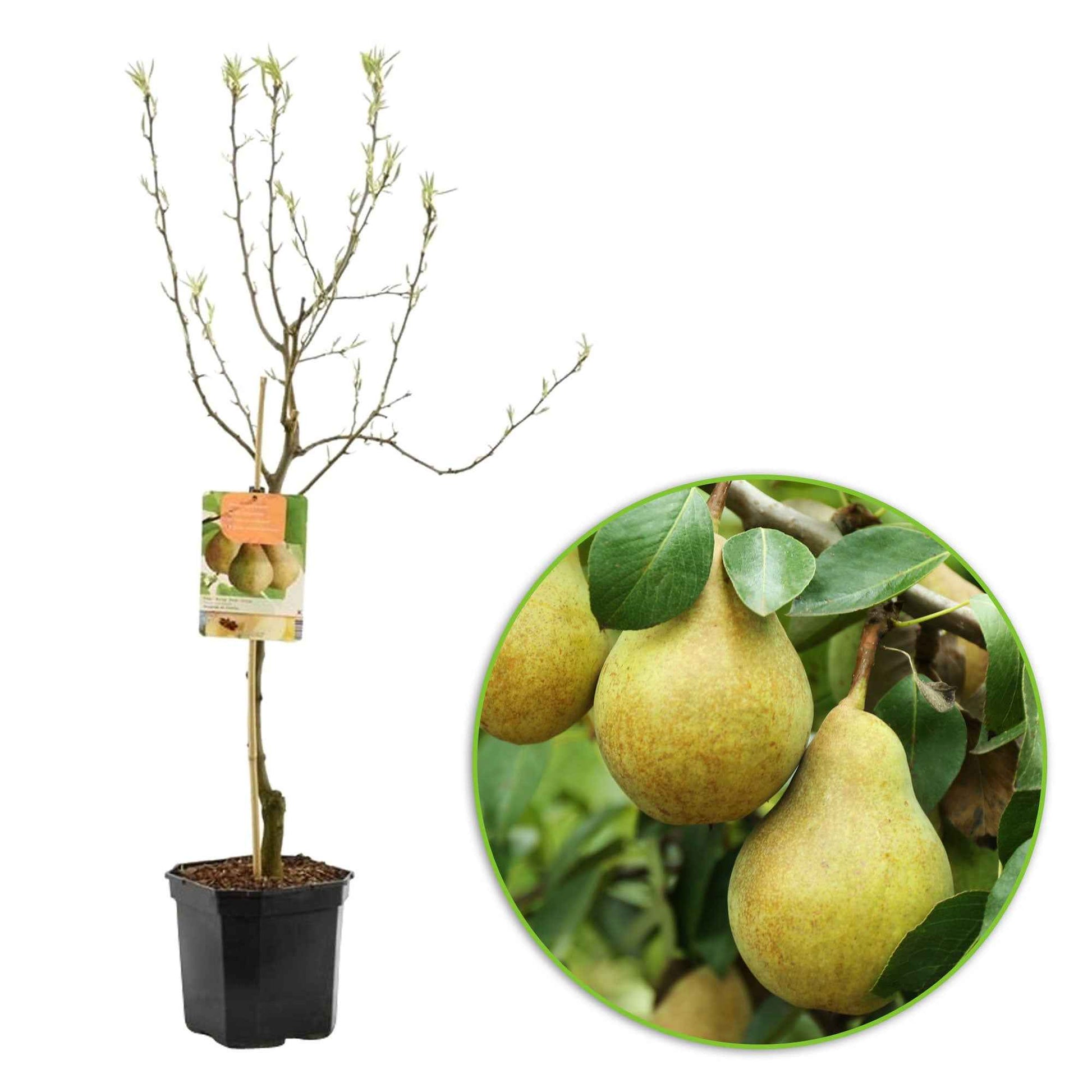 Perenboom Pyrus communis Doyenne Du Comice - Bio - Winterhard - Fruit