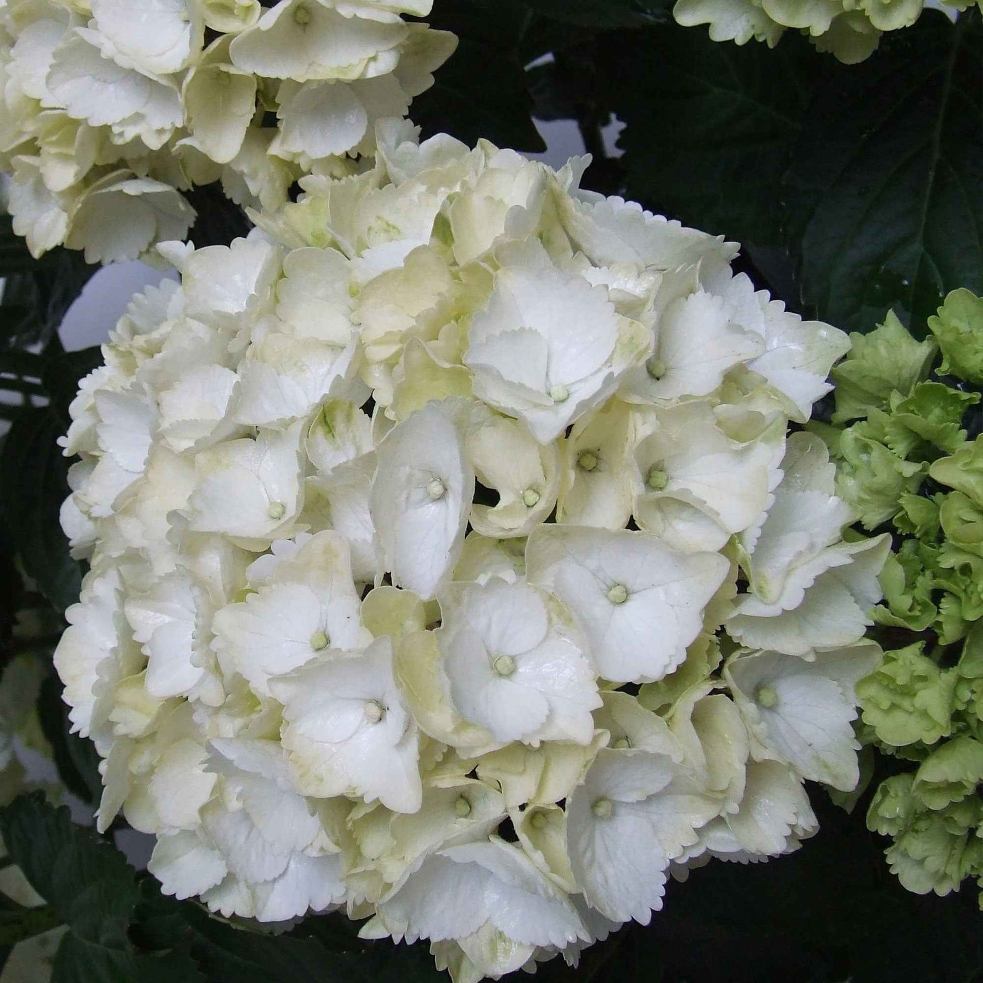Hortensia Hydrangea macrophylla White wit - Bloeiende tuinplanten
