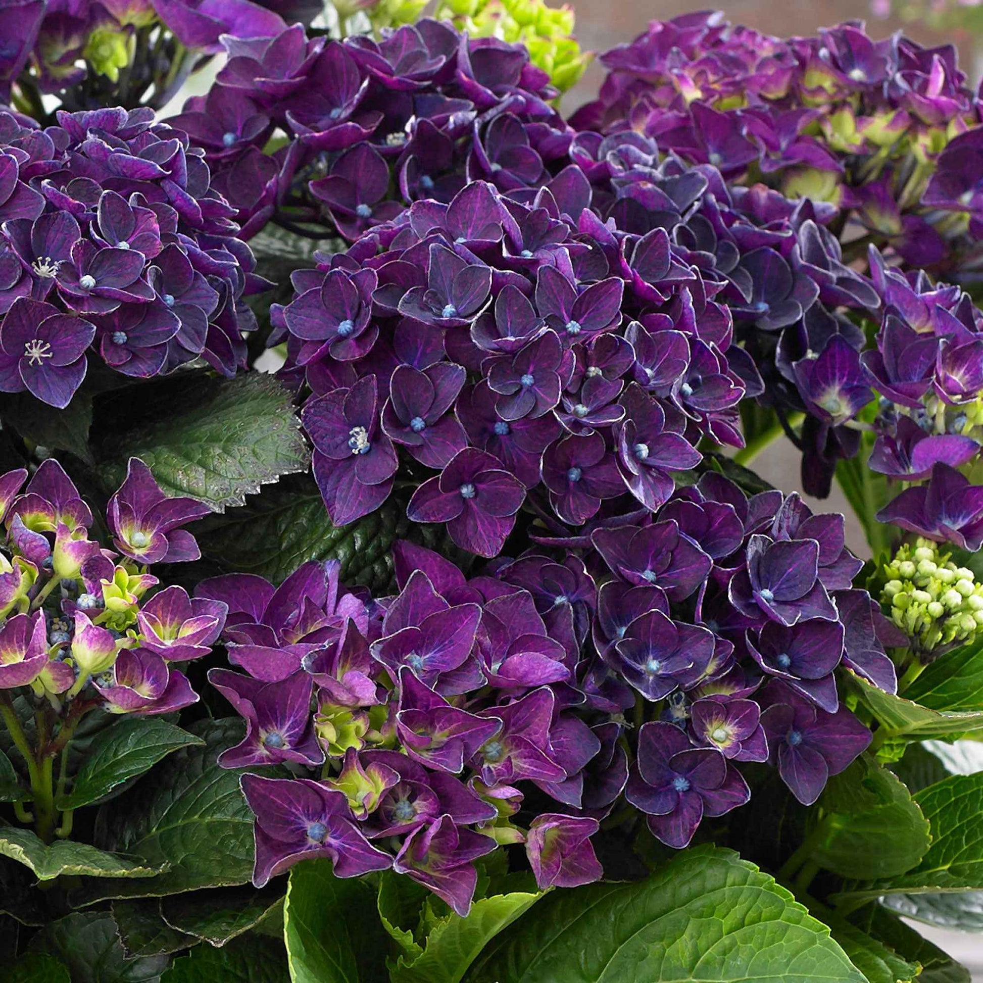 Hortensia Hydrangea Deep Purple Dance paars - Winterhard - Bloeiende tuinplanten
