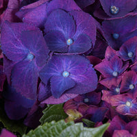 Boerenhortensia Three Sisters Purple Paars - Winterhard - Bloeiende struiken