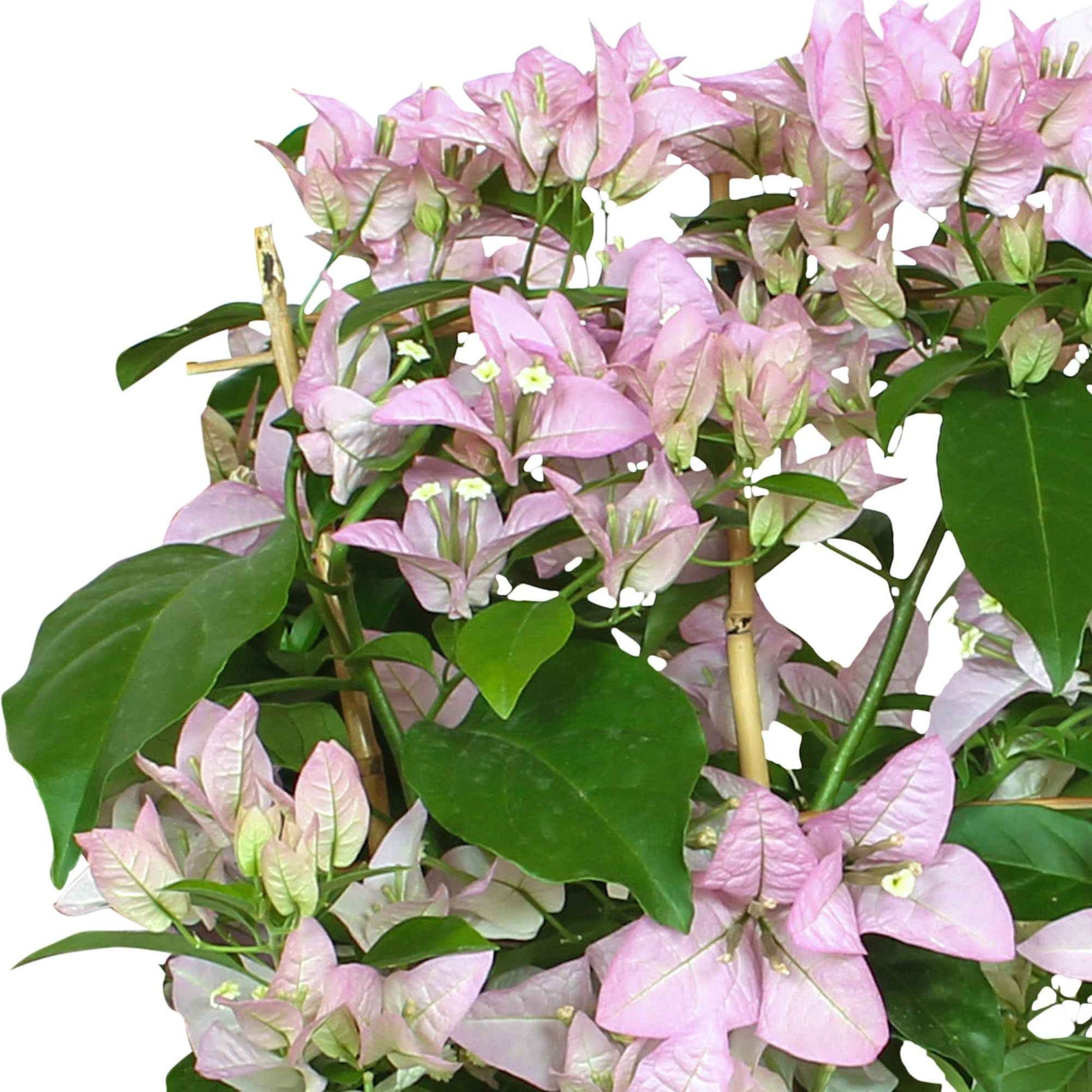 Bougainvillea spectabilis Rijnstar Lilac paars incl. rek - Alle tuinplanten in pot