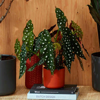 Stippenbegonia - Groene kamerplanten