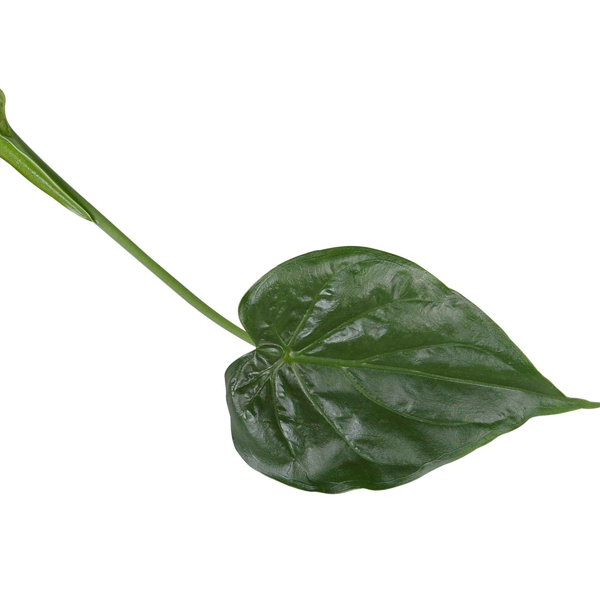 Olifantsoor Alocasia cucullata - Groene kamerplanten