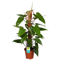 Philodendron Red Emerald - Alle makkelijke kamerplanten