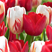 20x Tulpen Tulipa - Mix Love Circles rood-wit - Alle bloembollen
