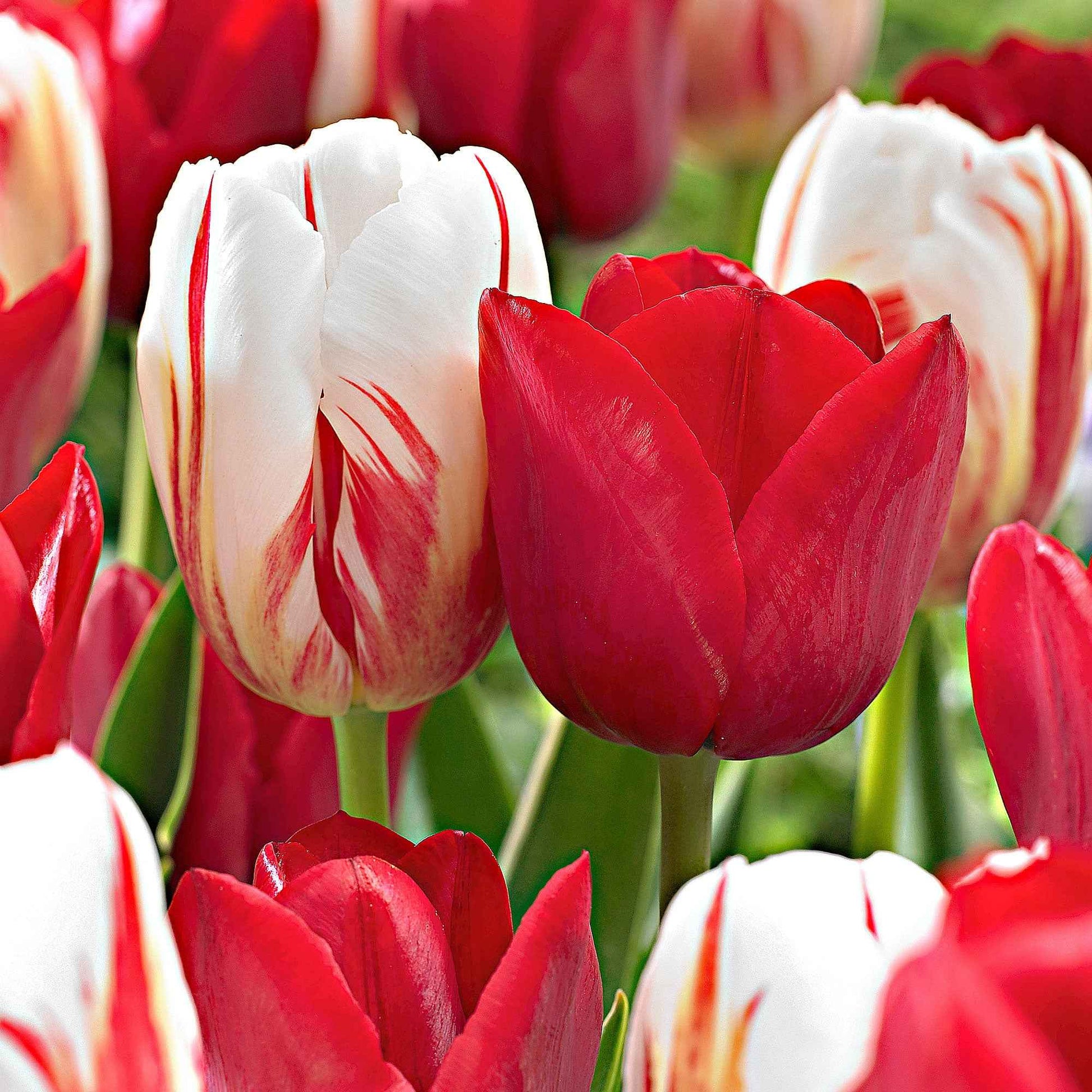 20x Tulpen Tulipa - Mix Love Circles rood-wit - Alle populaire bloembollen