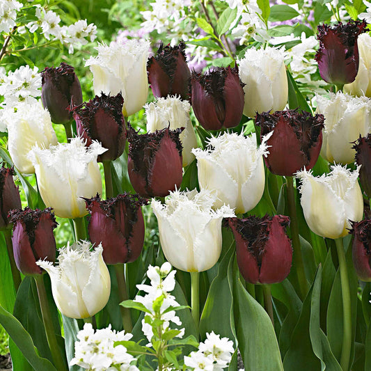 15x Gefranjerde tulpen Tulipa - Mix Checkered Flag wit-rood - Alle bloembollen