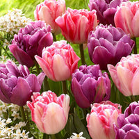 15x Tulpen Tulipa - Mix Lemon and Purple Delight roze-paars - Alle bloembollen