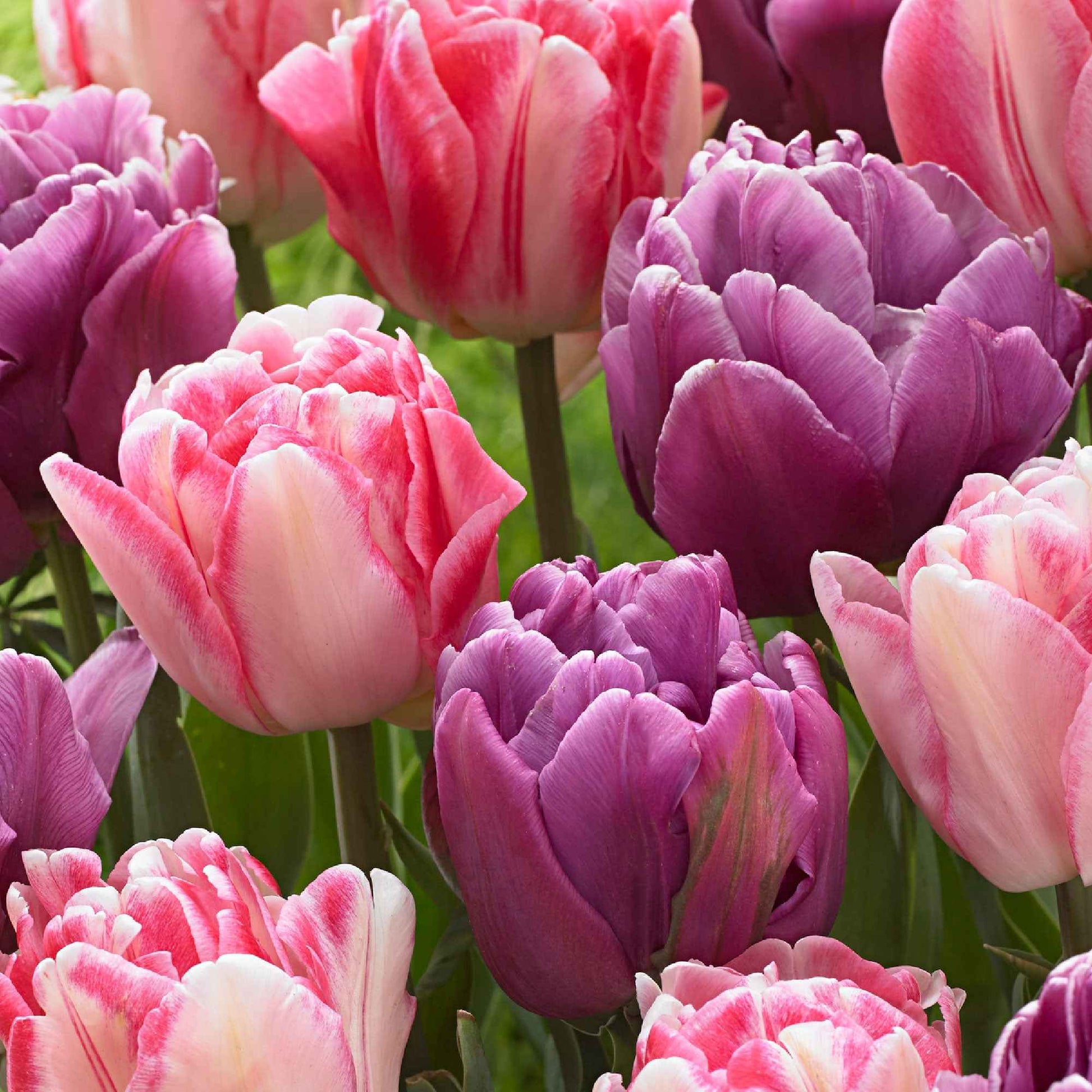 15x Tulpen Tulipa - Mix Lemon and Purple Delight roze-paars - Bloembollen