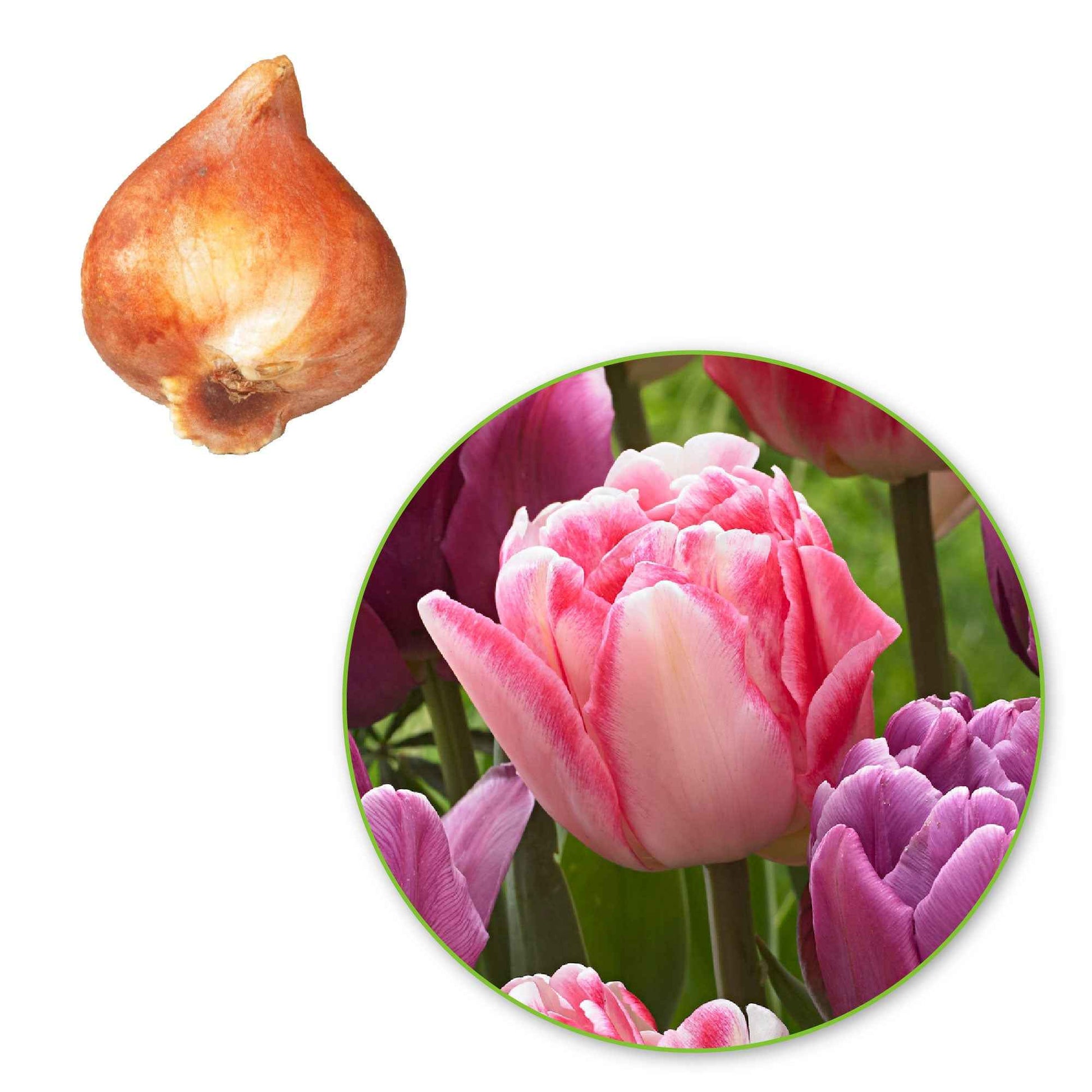 15x Tulpen Tulipa - Mix Lemon and Purple Delight roze-paars - Alle populaire bloembollen
