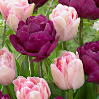 20x Dubbelbloemige tulpen Tulipa - Mix Ballroom Blossoms paars-roze - Alle bloembollen