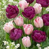 20x Dubbelbloemige tulpen Tulipa - Mix Ballroom Blossoms paars-roze - Alle populaire bloembollen
