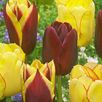 20x Tulpen Tulipa - Mix Carribean Fantasy - Bloembollen