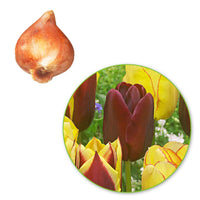 20x Tulpen Tulipa - Mix Carribean Fantasy - Alle populaire bloembollen