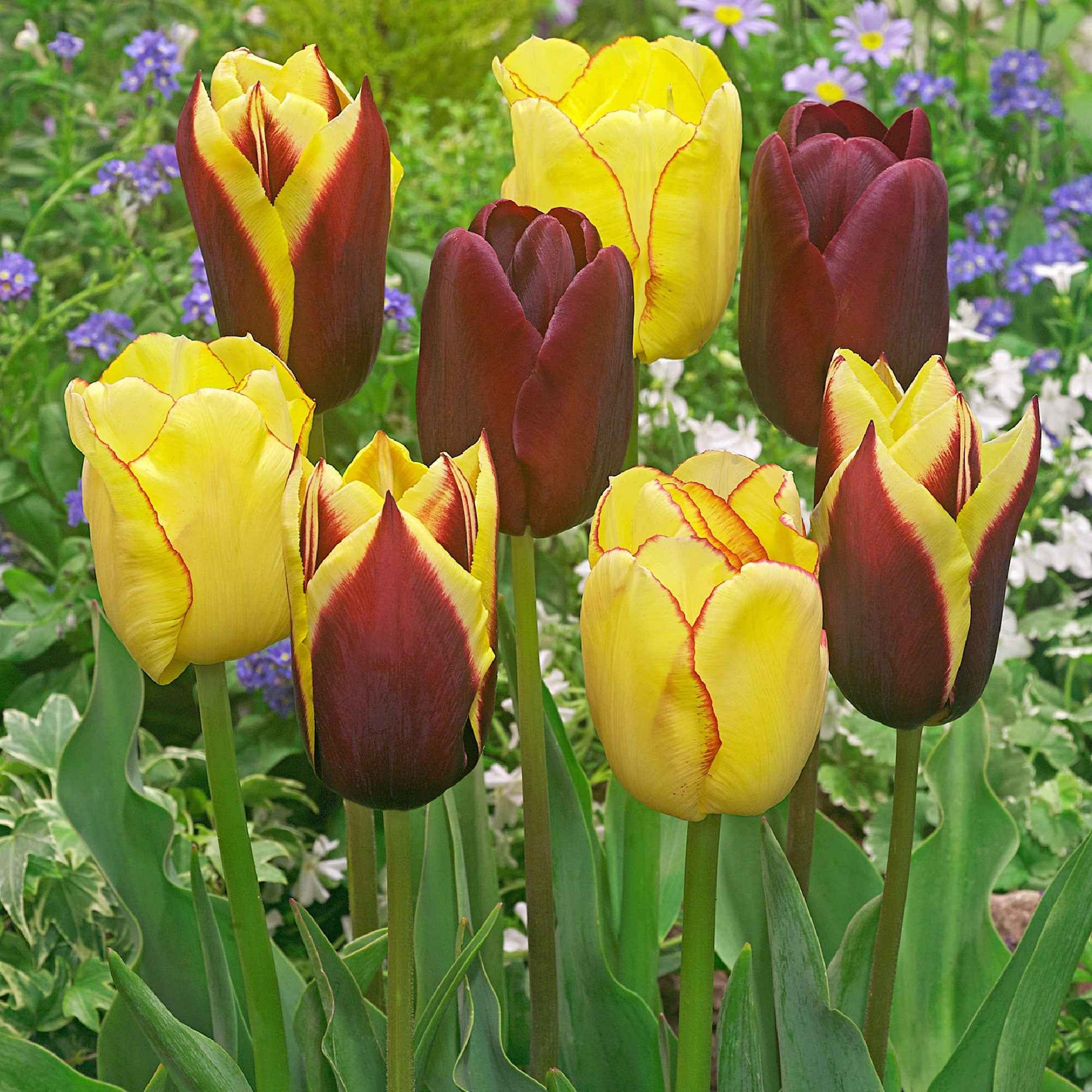 20x Tulpen Tulipa - Mix Carribean Fantasy - Alle bloembollen