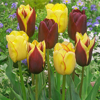 20x Tulpen Tulipa - Mix Carribean Fantasy - Gemengde bloembollen