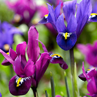 30x Dwergiris - Mix Purple Rain paars - Alle bloembollen