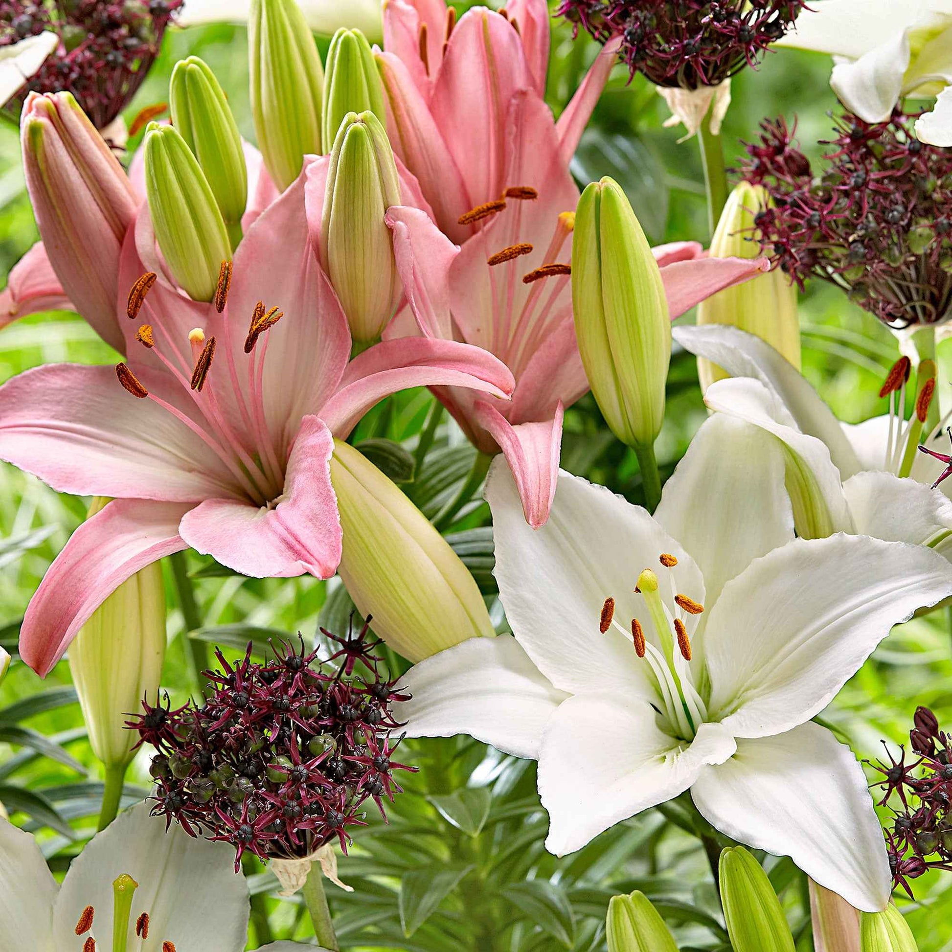 12x Lelies Lilium - Mix Hardy Harmony roze-paars-wit - Bloembollen