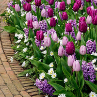 25x Bloembollen - Mix Royal Purple paars Roze-Paars-Wit - Bloembollen