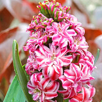 Hyacint Eros Roze - Alle populaire bloembollen