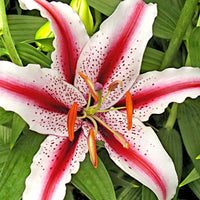 Lelie Lilium Dizzy rood-wit - Alle populaire bloembollen