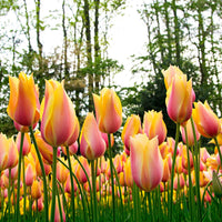 12x Tulpen Blushing Beauty Geel-Roze - Alle populaire bloembollen