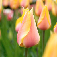 12x Tulpen Blushing Beauty Geel-Roze - Alle bloembollen