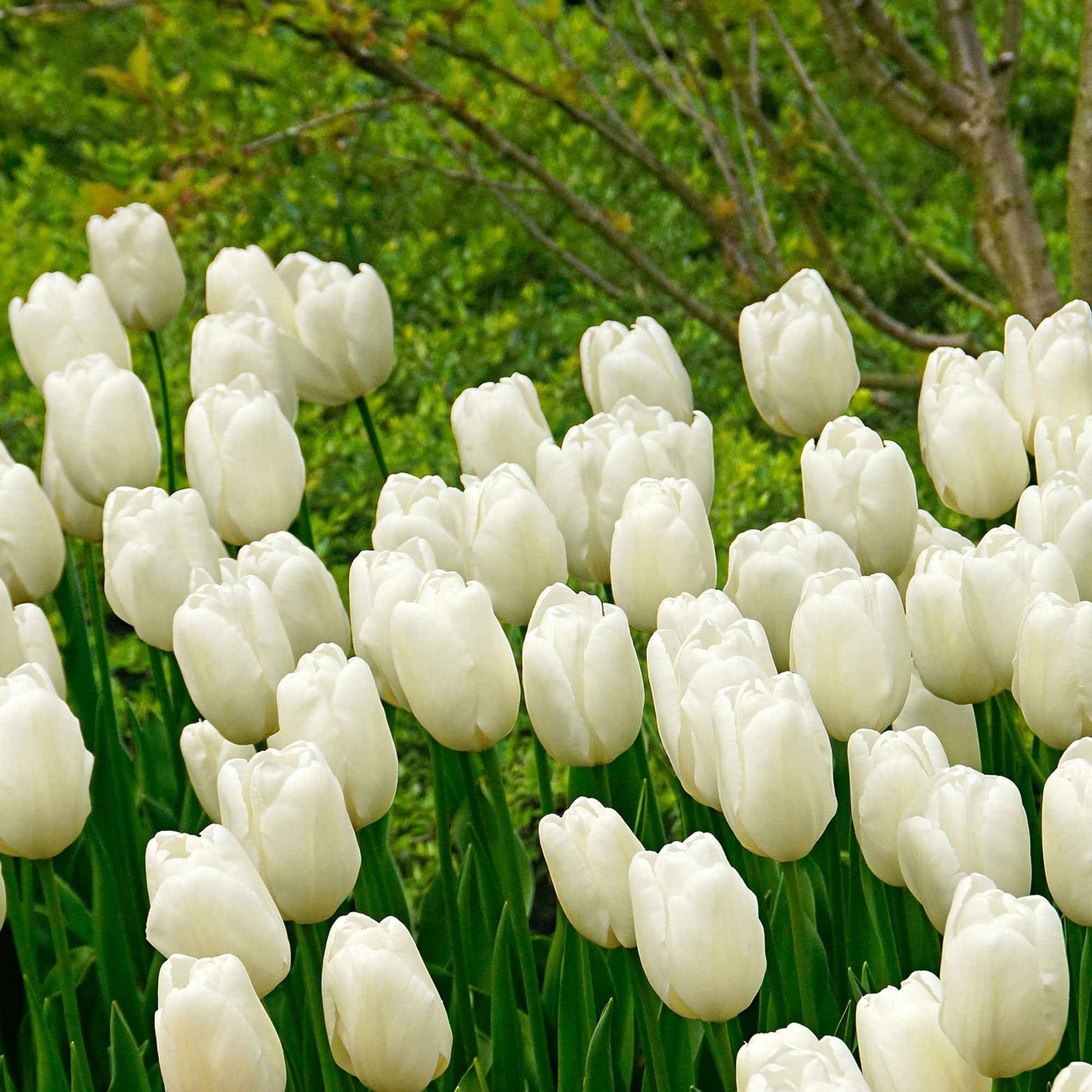 20x Tulpen Tulipa Hakuun wit - Alle populaire bloembollen