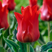 20x Tulpen Tulipa Oriental Beauty rood - Bloembollen
