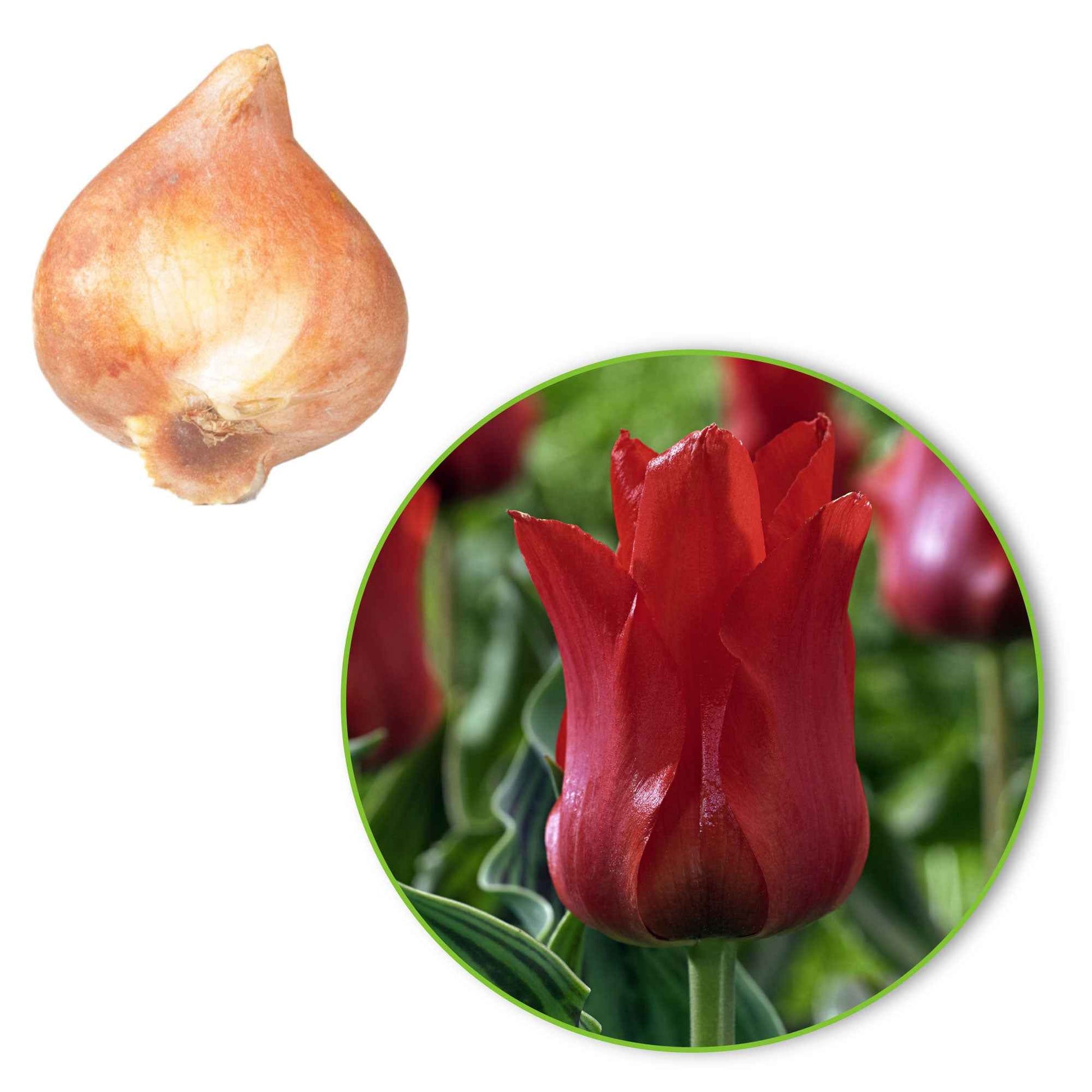 20x Tulpen Tulipa Oriental Beauty rood - Alle populaire bloembollen