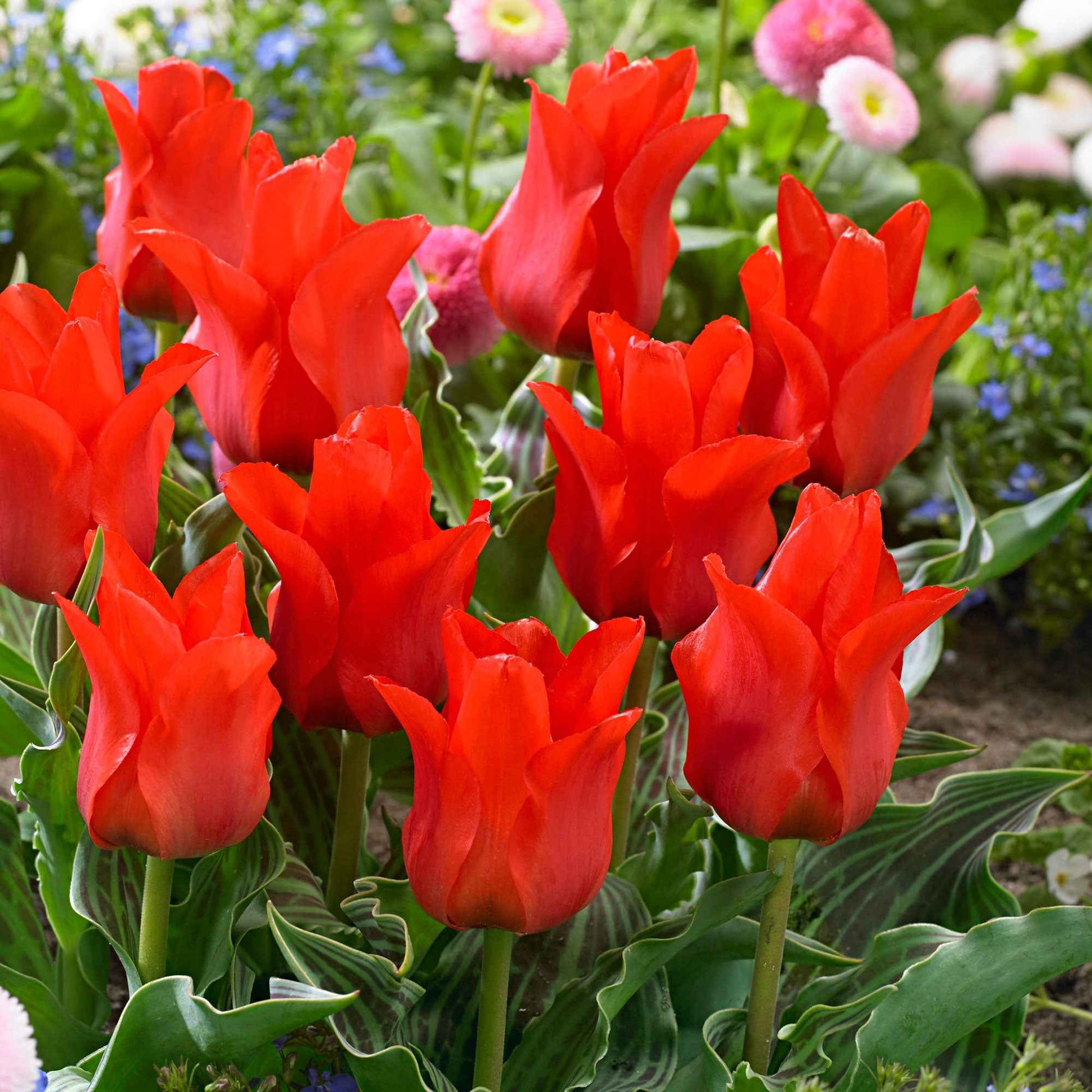 20x Tulpen Tulipa Oriental Beauty rood - Populaire bloembollen