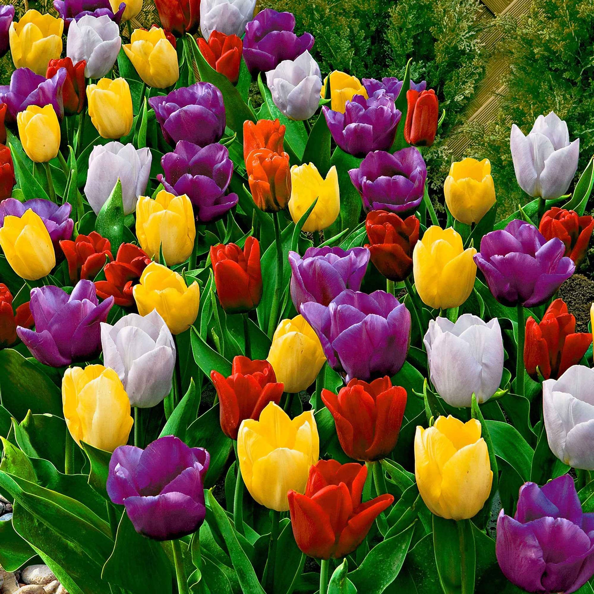 20x Tulpen Tulipa - Mix Tutti Frutti - Alle bloembollen
