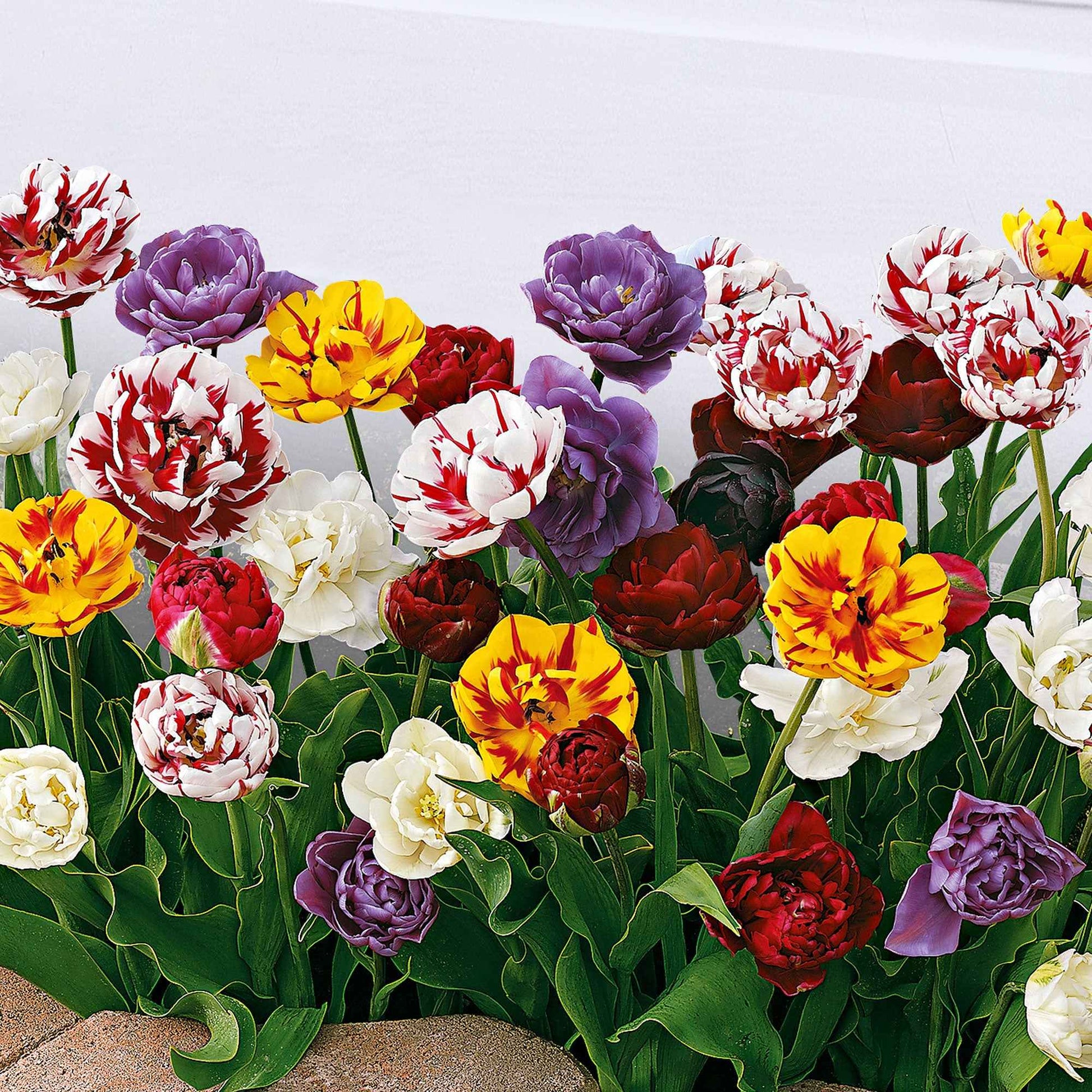 20x Dubbelbloemige tulpen Tulipa - Mix Decadent Doubles - Alle populaire bloembollen