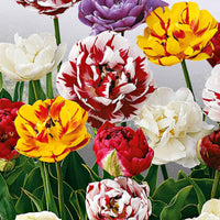20x Dubbelbloemige tulpen Tulipa - Mix Decadent Doubles - Alle bloembollen