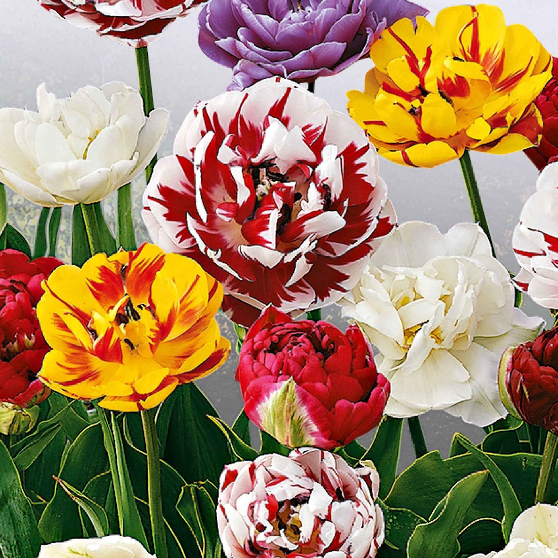 20x Dubbelbloemige tulpen Tulipa - Mix Decadent Doubles - Bloembollen