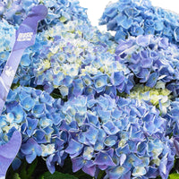 Boerenhortensia Hydrangea Blue Ballad met rieten mand - Winterhard - Bloeiende struiken