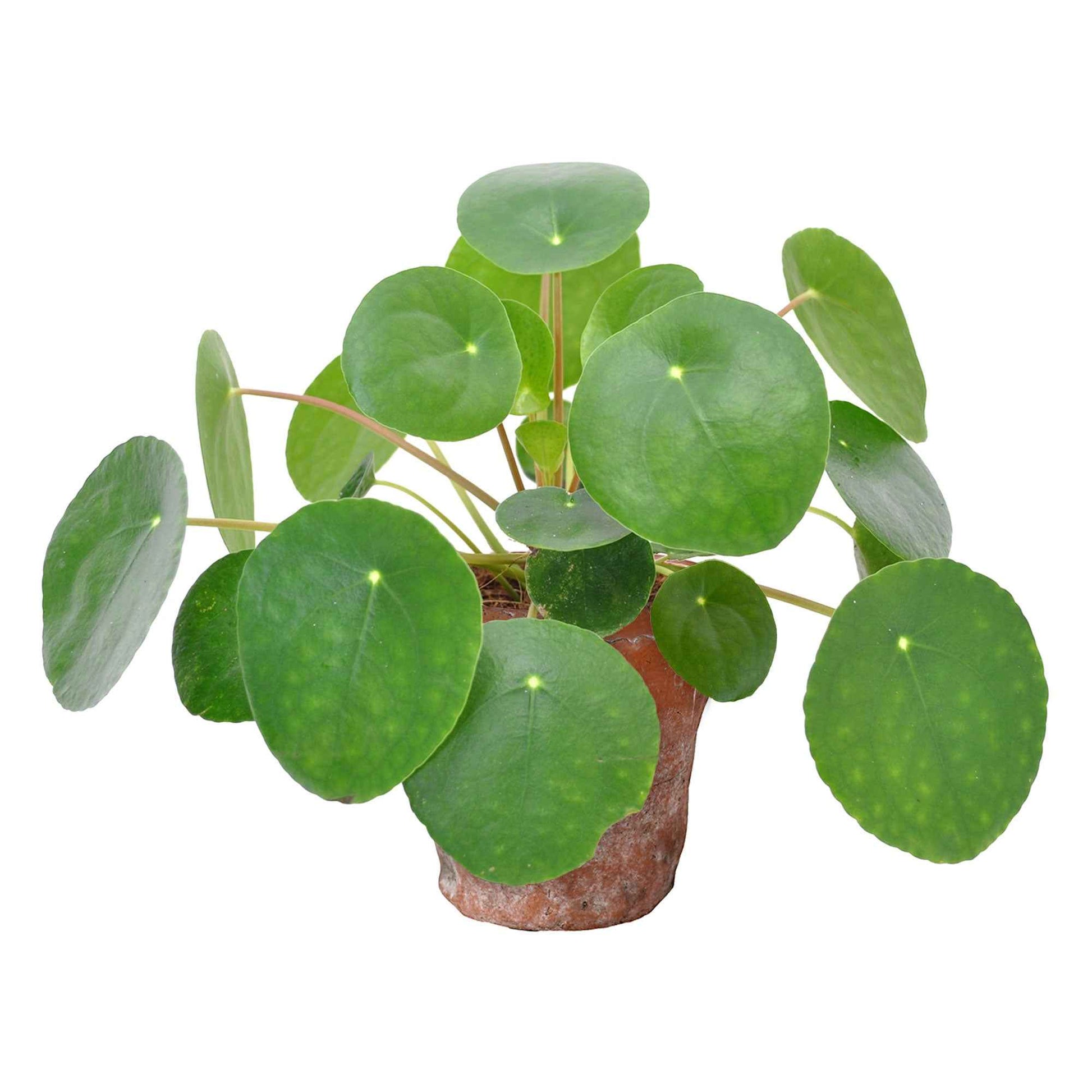 Pannenkoekplant Pilea peperomioides incl. terracotta pot - Binnenplant in pot cadeau