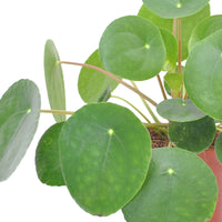 Pannenkoekplant Pilea peperomioides incl. terracotta pot - Cadeau idee