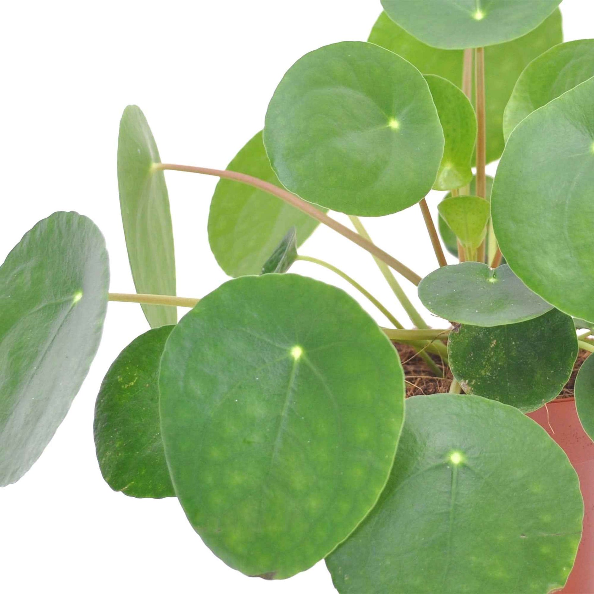 Pannenkoekplant Pilea peperomioides incl. terracotta pot - Cadeau idee