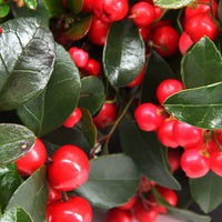Bergthee Gaultheria Big Berry Rood - Winterhard - Kerstplanten bij de voordeur